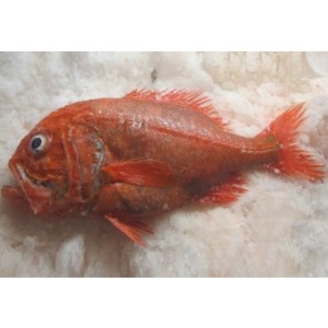 Orange Roughy
